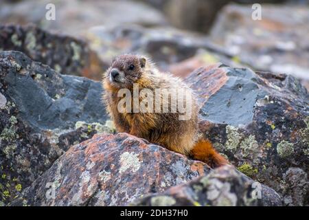 Ein Gelbbauchmarmot im Yellowstone National Park, Wyoming Stockfoto