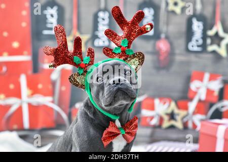 Junge französische Bulldogge verkleidet mit Rentier Kostüm Geweih Stirnband und Fliege vor festlichem Weihnachtshintergrund Stockfoto