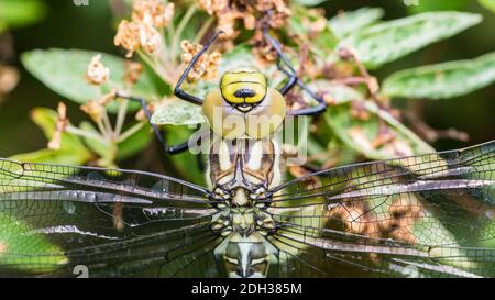 Eine Makroaufnahme eines südlichen Hawker Libelle. Stockfoto