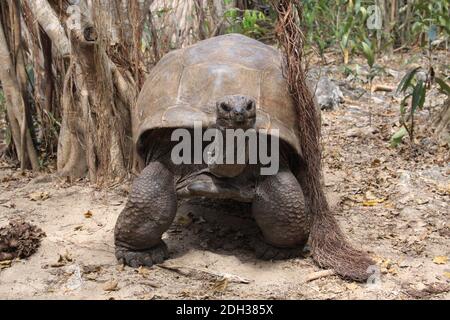 Riesenschildkröte auf Isle aux Aigrettes, Mauritius Stockfoto