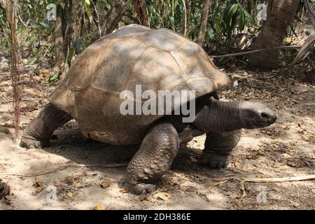 Riesenschildkröte auf Isle aux Aigrettes, Mauritius Stockfoto