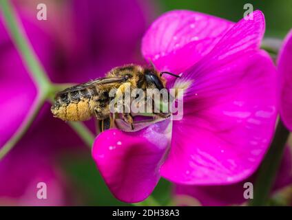 Eine Makroaufnahme eines Blattes Cutter Bee Pollen sammeln von einem Sweet pea blühen. Stockfoto