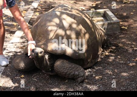 Riesenschildkröte auf Isle aux Aigrettes, Mauritius Stockfoto