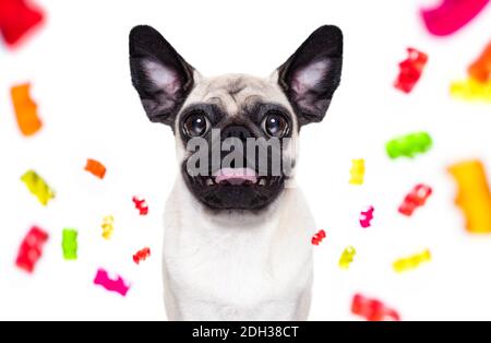 Mops Boxer Hund essen süße Bonbons und Kaugummi, isoliert auf weißem Hintergrund Stockfoto