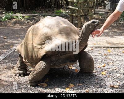 Riesenschildkröte auf Isle aux Aigrettes, Mauritius Stockfoto