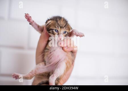 2 Wochen altes Baby Kätzchen in der Hand auf einem isolierten weißen Hintergrund Stockfoto