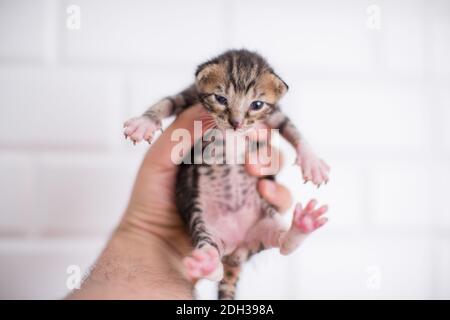 2 Wochen altes Baby Kätzchen in der Hand auf einem isolierten weißen Hintergrund Stockfoto