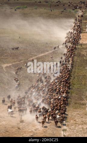 braham-Rinder auf den Hochwasserebenen in der Nähe des Golfes von carpentaria North Queensland. Stockfoto