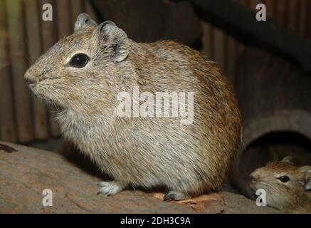 Münsteraner Gelbzahnkavie, Münstersches Meerschweinchen, Galea monasteriensis Stockfoto