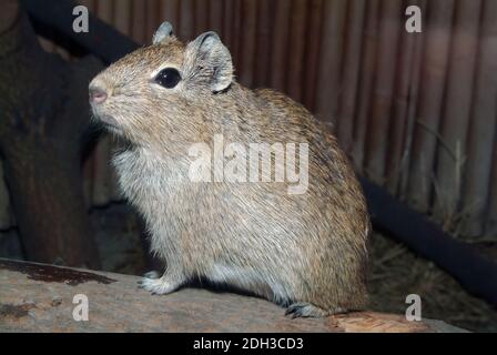 Münsteraner Gelbzahnkavie, Münstersches Meerschweinchen, Galea monasteriensis Stockfoto