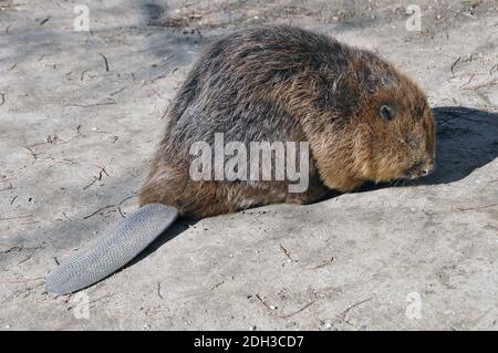 Eurasischer Biber, Europäischer Biber, Eurasischer Biber, Castor Fiber, eurázsiai hód, Ungarn, Magyarország, Europa Stockfoto