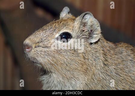 Münsteraner Gelbzahnkavie, Münstersches Meerschweinchen, Galea monasteriensis Stockfoto