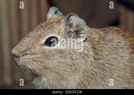 Münsteraner Gelbzahnkavie, Münstersches Meerschweinchen, Galea monasteriensis Stockfoto