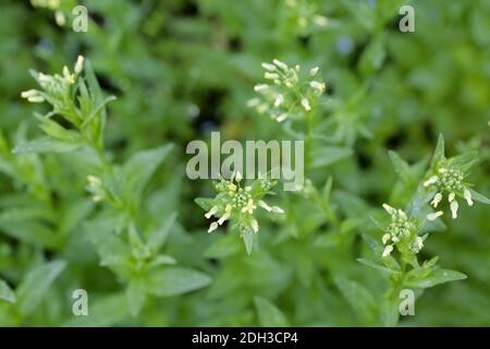 Schwarzer Senf, Brassica nigra Stockfoto