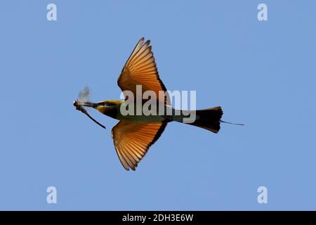 Regenbogen-Bienenfresser Stockfoto