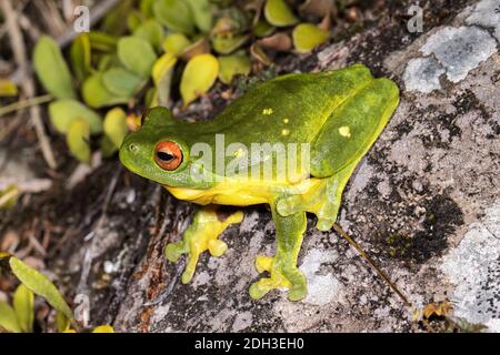 Nahaufnahme des australischen Rotäugigen Baumfroschs Stockfoto