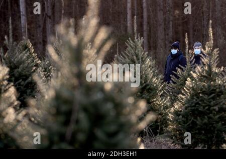 Germantown, Usa. Dezember 2020. Die Menschen tragen Masken, wenn sie am 6. Dezember 2020 auf einer Weihnachtsbaumfarm in Germantown, Maryland, nach einem Baum suchen, um diesen zu beschneiden. Die Nation steht vor einem Weihnachtsbaummangel aufgrund einer Vielzahl von Gründen, die einige vermuten, könnte durch die COVID-19 Pandemie verursacht werden, Kalifornien Waldbrände und der letzten wirtschaftlichen Abschwung zwingt die Erzeuger, das Geschäft zu verlassen. Foto von Kevin Dietsch/UPI Kredit: UPI/Alamy Live News Stockfoto