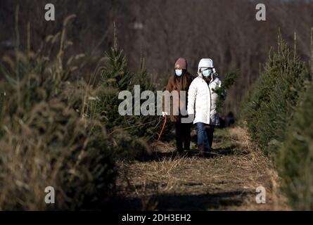 Germantown, Usa. Dezember 2020. Die Menschen tragen Maske, wenn sie am 6. Dezember 2020 durch eine Weihnachtsbaumfarm in Germantown, Maryland, gehen. Die Nation steht vor einem Weihnachtsbaummangel aufgrund einer Vielzahl von Gründen, die einige vermuten, könnte durch die COVID-19 Pandemie verursacht werden, Kalifornien Waldbrände und der letzten wirtschaftlichen Abschwung zwingt die Erzeuger, das Geschäft zu verlassen. Foto von Kevin Dietsch/UPI Kredit: UPI/Alamy Live News Stockfoto