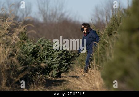 Germantown, Usa. Dezember 2020. Am 6. Dezember 2020 zieht eine Person eine frisch geschnittene Baumkutte auf einer Weihnachtsbaumfarm in Germantown, Maryland. Die Nation steht vor einem Weihnachtsbaummangel aufgrund einer Vielzahl von Gründen, die einige vermuten, könnte durch die COVID-19 Pandemie verursacht werden, Kalifornien Waldbrände und der letzten wirtschaftlichen Abschwung zwingt die Erzeuger, das Geschäft zu verlassen. Foto von Kevin Dietsch/UPI Kredit: UPI/Alamy Live News Stockfoto