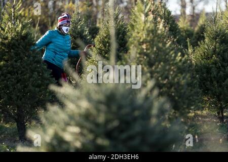 Germantown, Usa. Dezember 2020. Eine Person trägt eine Maske, während sie am 6. Dezember 2020 auf einer Weihnachtsbaumfarm in Germantown, Maryland, nach einem Baum sucht, der sie abschneiden soll. Die Nation steht vor einem Weihnachtsbaummangel aufgrund einer Vielzahl von Gründen, die einige vermuten, könnte durch die COVID-19 Pandemie verursacht werden, Kalifornien Waldbrände und der letzten wirtschaftlichen Abschwung zwingt die Erzeuger, das Geschäft zu verlassen. Foto von Kevin Dietsch/UPI Kredit: UPI/Alamy Live News Stockfoto