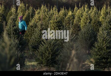 Germantown, Usa. Dezember 2020. Eine Person trägt eine Maske, während sie am 6. Dezember 2020 auf einer Weihnachtsbaumfarm in Germantown, Maryland, nach einem Baum sucht, der sie abschneiden soll. Die Nation steht vor einem Weihnachtsbaummangel aufgrund einer Vielzahl von Gründen, die einige vermuten, könnte durch die COVID-19 Pandemie verursacht werden, Kalifornien Waldbrände und der letzten wirtschaftlichen Abschwung zwingt die Erzeuger, das Geschäft zu verlassen. Foto von Kevin Dietsch/UPI Kredit: UPI/Alamy Live News Stockfoto