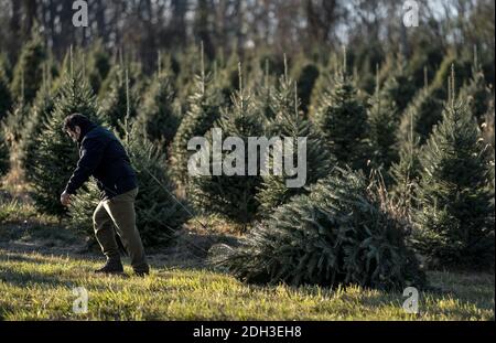 Germantown, Usa. Dezember 2020. Ein Mann zieht am 6. Dezember 2020 einen frisch geschnittenen Weihnachtsbaum durch eine Farm in Germantown, Maryland. Die Nation steht vor einem Weihnachtsbaummangel aufgrund einer Vielzahl von Gründen, die einige vermuten, könnte durch die COVID-19 Pandemie verursacht werden, Kalifornien Waldbrände und der letzten wirtschaftlichen Abschwung zwingt die Erzeuger, das Geschäft zu verlassen. Foto von Kevin Dietsch/UPI Kredit: UPI/Alamy Live News Stockfoto