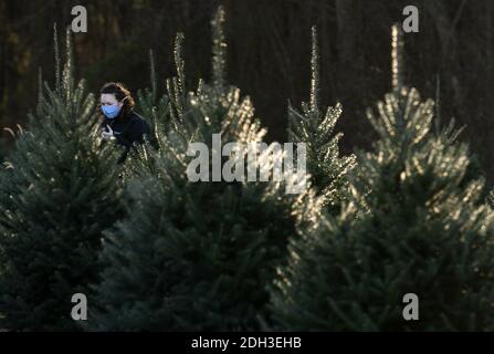 Germantown, Usa. Dezember 2020. Eine Person trägt eine Maske, während sie am 6. Dezember 2020 auf einer Weihnachtsbaumfarm in Germantown, Maryland, nach einem Baum sucht, der sie abschneiden soll. Die Nation steht vor einem Weihnachtsbaummangel aufgrund einer Vielzahl von Gründen, die einige vermuten, könnte durch die COVID-19 Pandemie verursacht werden, Kalifornien Waldbrände und der letzten wirtschaftlichen Abschwung zwingt die Erzeuger, das Geschäft zu verlassen. Foto von Kevin Dietsch/UPI Kredit: UPI/Alamy Live News Stockfoto