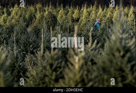 Germantown, Usa. Dezember 2020. Eine Person trägt eine Maske, während sie am 6. Dezember 2020 auf einer Weihnachtsbaumfarm in Germantown, Maryland, nach einem Baum sucht, der sie abschneiden soll. Die Nation steht vor einem Weihnachtsbaummangel aufgrund einer Vielzahl von Gründen, die einige vermuten, könnte durch die COVID-19 Pandemie verursacht werden, Kalifornien Waldbrände und der letzten wirtschaftlichen Abschwung zwingt die Erzeuger, das Geschäft zu verlassen. Foto von Kevin Dietsch/UPI Kredit: UPI/Alamy Live News Stockfoto