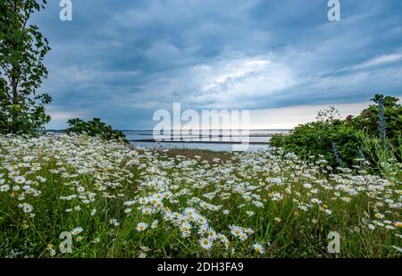 Daisy Wiese Stockfoto