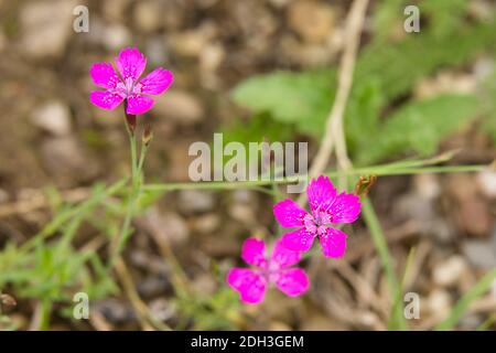 Heather Nelke, Dianthus deltoides 'Roseus' Stockfoto