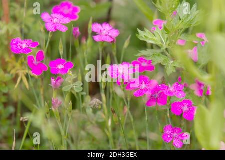 Heather Nelke, Dianthus deltoides 'Roseus' Stockfoto