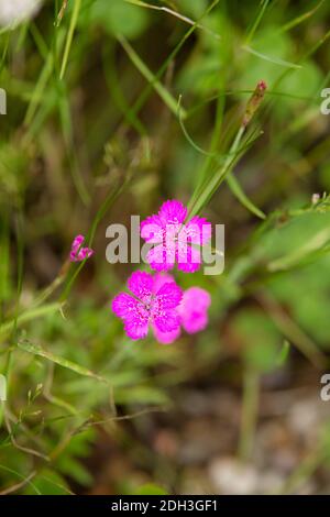 Heather Nelke, Dianthus deltoides 'Roseus' Stockfoto