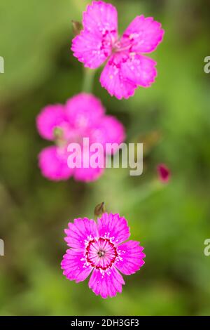 Heather Nelke, Dianthus deltoides 'Roseus' Stockfoto