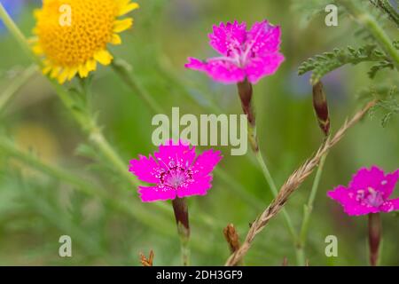 Heather Nelke, Dianthus deltoides 'Roseus' Stockfoto