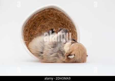 Pommersche spitz Welpe. Stockfoto