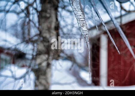 Nahaufnahme Detailansicht auf einigen transparenten schmelzenden dünnen Eiszapfen im Frühjahr mit sehr verschwommener Birke und Holz rot weiß schwedisches Haus, Blauton. Stockfoto