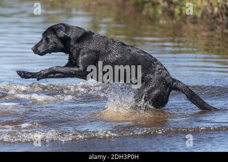 Action-Aufnahme eines nassen schwarzen Labrador Retriever, der ins Wasser springt Stockfoto