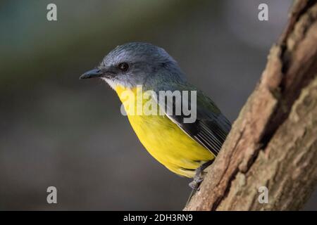 Eastern Yellow Robin thront auf Baum Stockfoto