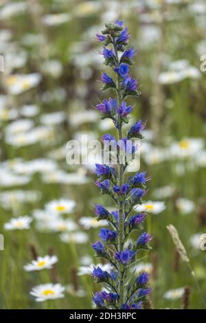 Gemeine Otternkopf (Echium vulgare) Stockfoto