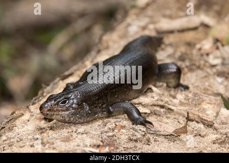 Land Mullet Lizard sonnt sich auf einem Baumstamm Stockfoto