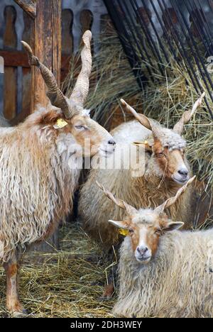 racka, Racka Schafe, Zackelschaf, magyar Racka juh, Ovis aries strepsiceros hungaricus, Hortobágy, Ungarn, Magyarorszag Stockfoto