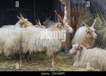 racka, Racka Schafe, Zackelschaf, magyar Racka juh, Ovis aries strepsiceros hungaricus, Hortobágy, Ungarn, Magyarorszag Stockfoto