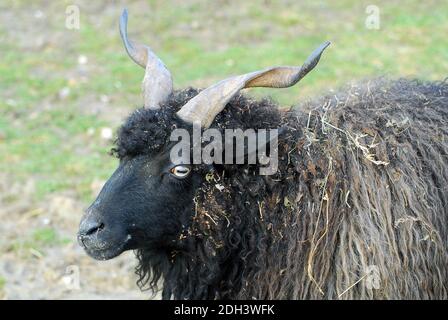 racka, Racka Schafe, Zackelschaf, magyar Racka juh, Ovis aries strepsiceros hungaricus, Hortobágy, Ungarn, Magyarorszag Stockfoto