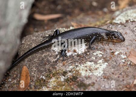 Juvenile Land Mullet auf einem Felsen sonnen Stockfoto