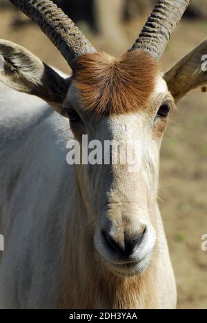 Weiß, Antilope, Antilopen, screwhorn Mendesantilope, mendeszantilop, Addax, Addax nasomaculatus Stockfoto