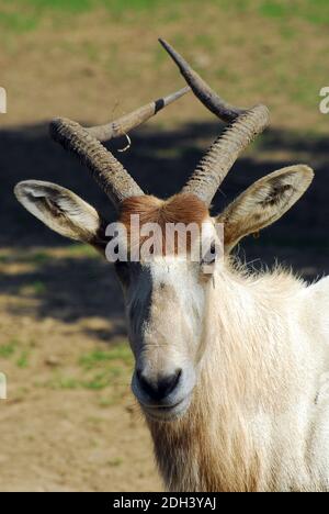 Weiß, Antilope, Antilopen, screwhorn Mendesantilope, mendeszantilop, Addax, Addax nasomaculatus Stockfoto