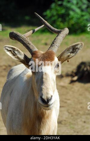 Weiß, Antilope, Antilopen, screwhorn Mendesantilope, mendeszantilop, Addax, Addax nasomaculatus Stockfoto