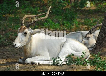 Weiß, Antilope, Antilopen, screwhorn Mendesantilope, mendeszantilop, Addax, Addax nasomaculatus Stockfoto