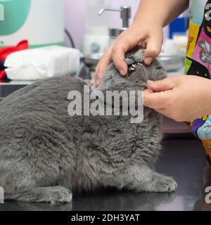 Tierarzt überprüft die Zähne der Katze während eines medizinischen Termins Stockfoto