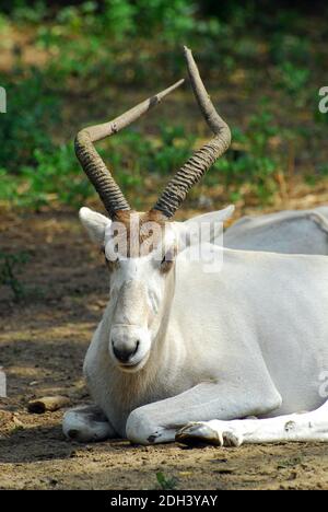 Weiß, Antilope, Antilopen, screwhorn Mendesantilope, mendeszantilop, Addax, Addax nasomaculatus Stockfoto